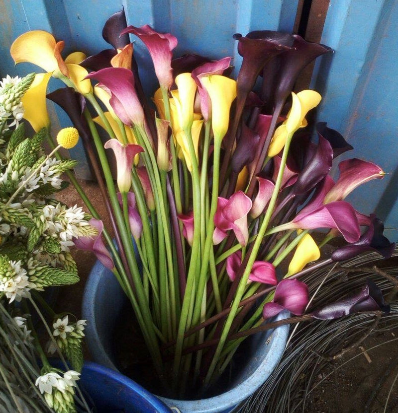 Calla lily Coloured (Mixed Colours)