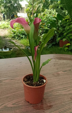 Calla Lily - Light Pink Live Potted Plant