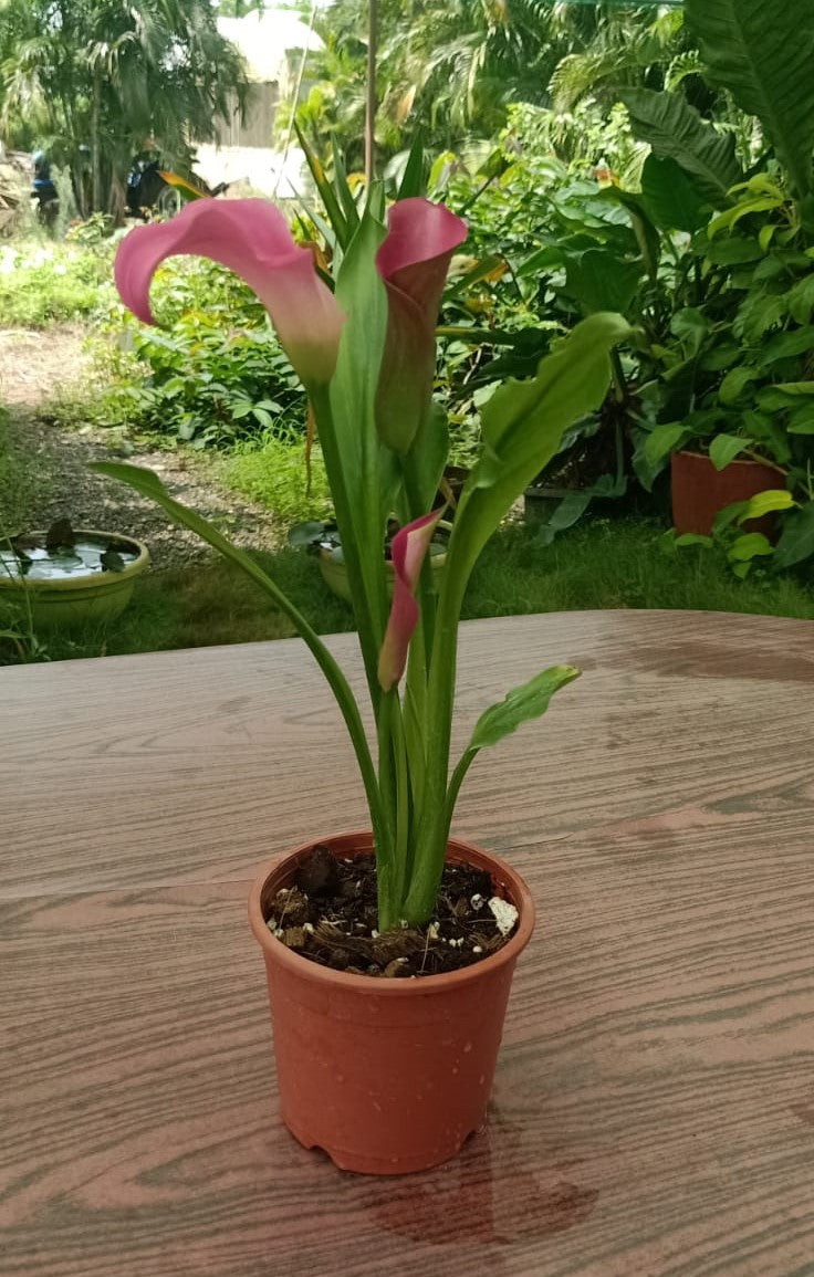 Calla Lily - Pink Live Potted Plant