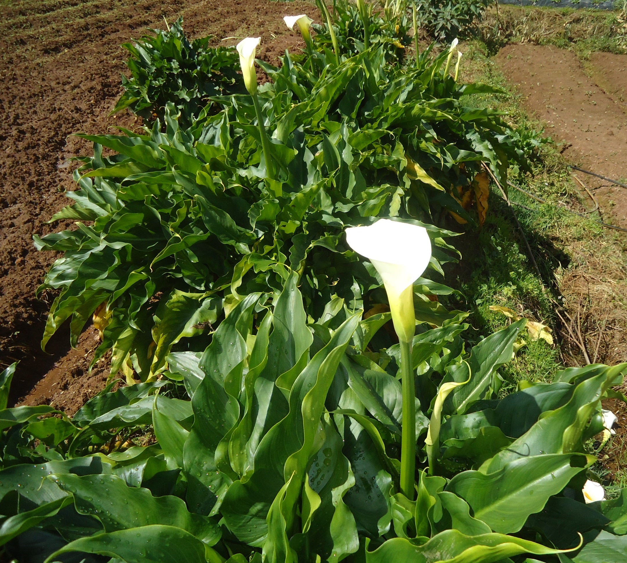Calla Lily - White