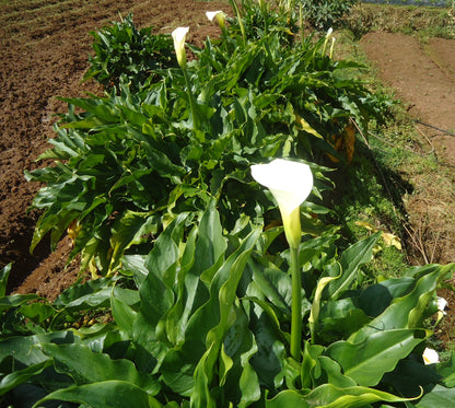 Calla Lily - White