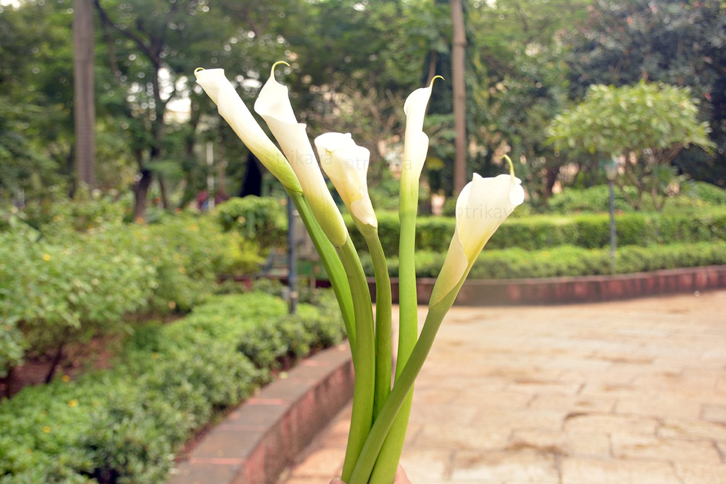 Calla Lily - White