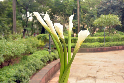 Calla Lily - White