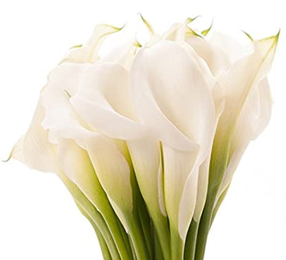 Calla Lily - White