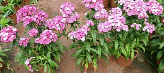 Sweet William Rose Supreme Live Plant