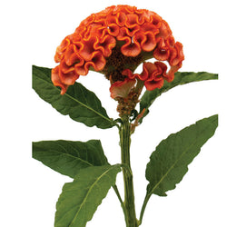 Celosia Orange