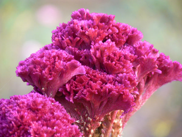 Celosia Pink