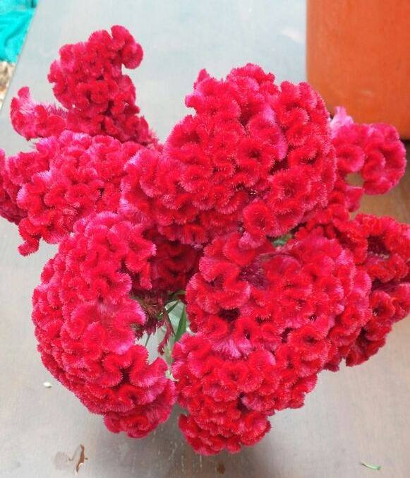 Celosia Red