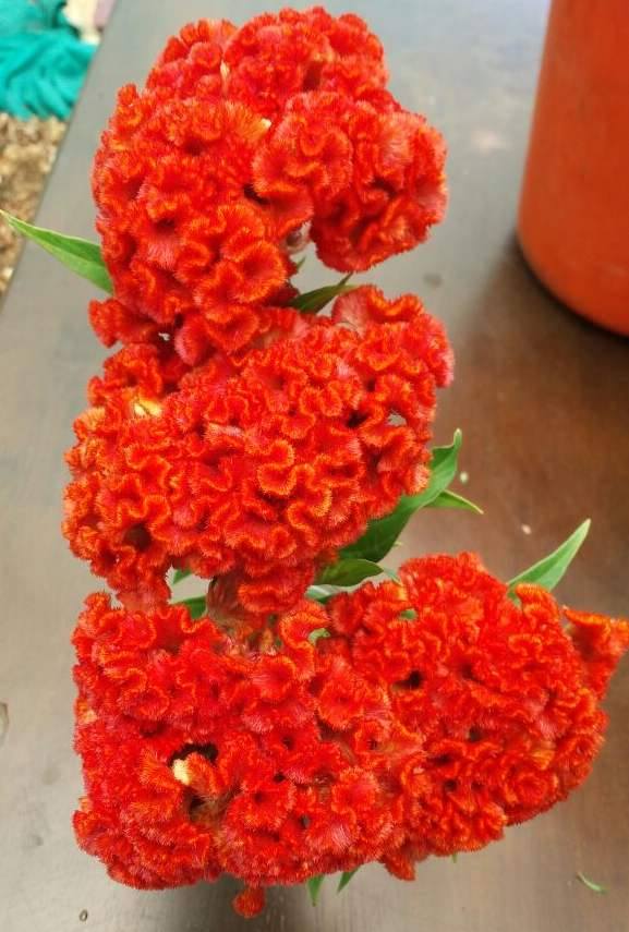 Celosia Red