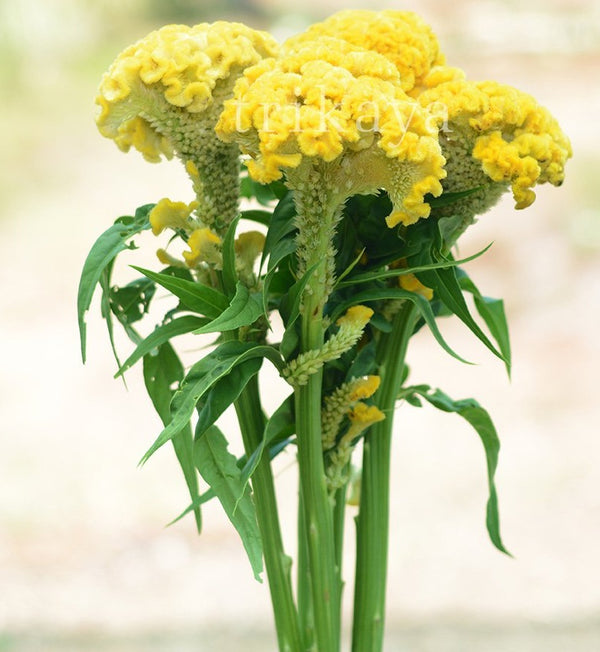 Celosia Yellow