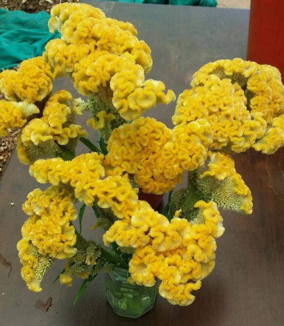 Celosia Yellow