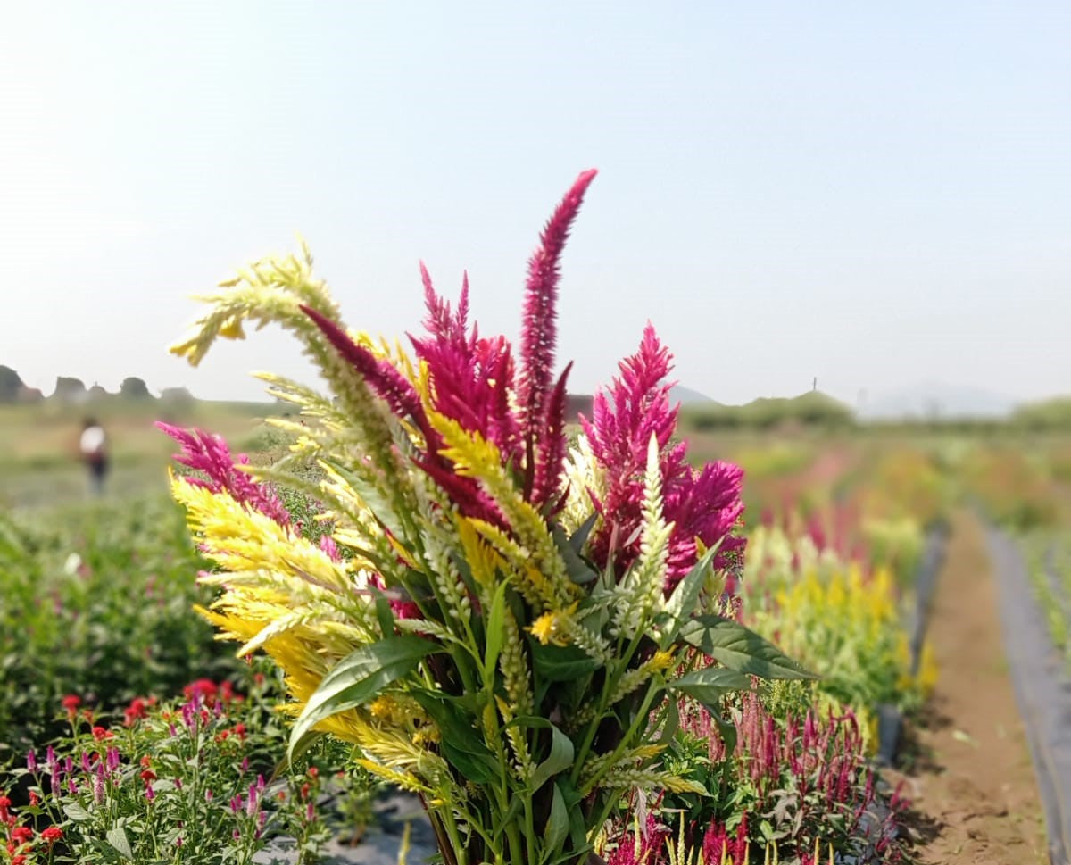 Celosia Feather Mix