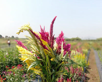 Celosia Feather Mix