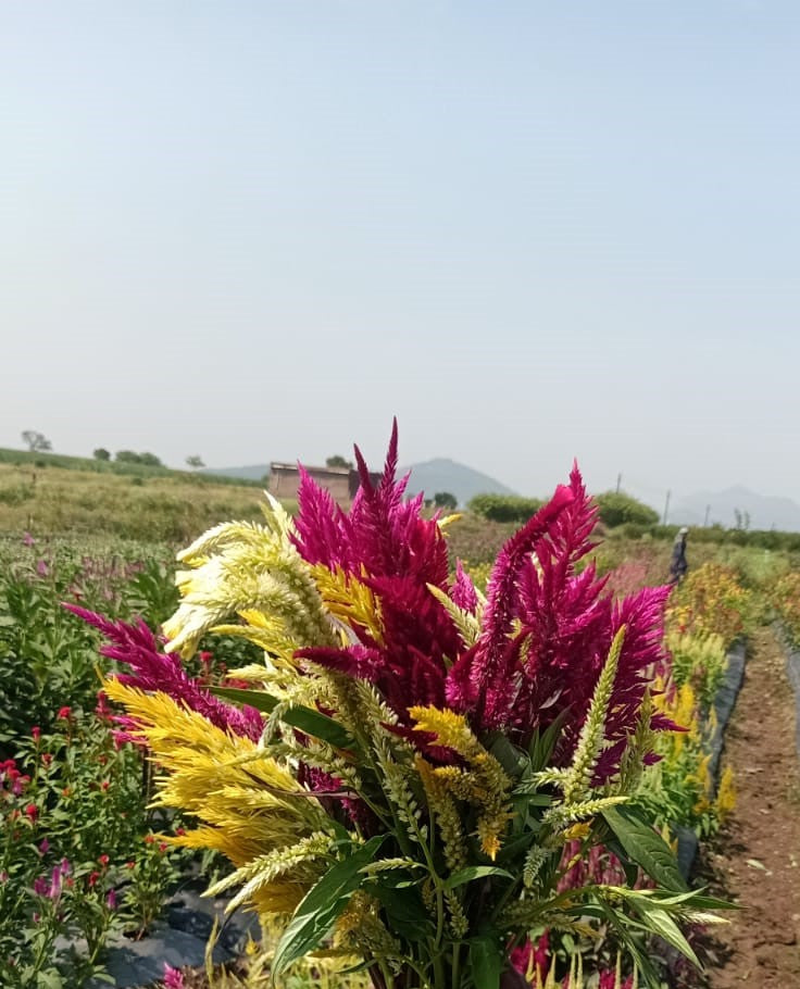 Celosia Feather Mix