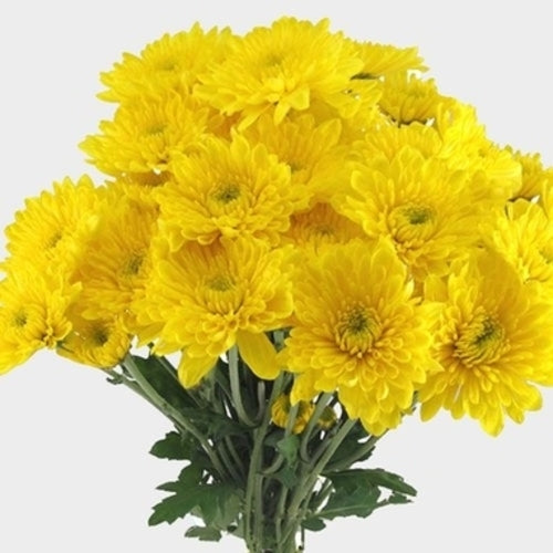 Chrysanthemum yellow spray