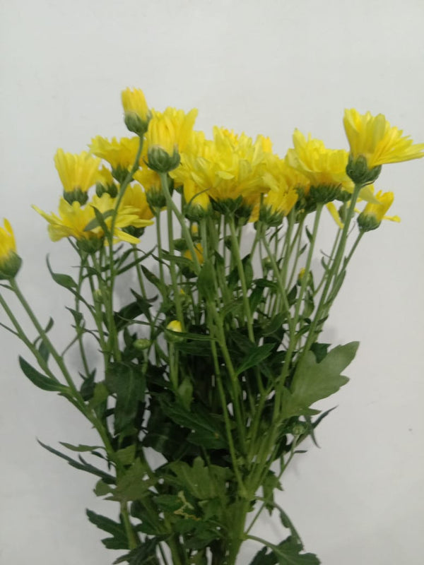 Chrysanthemum yellow spray
