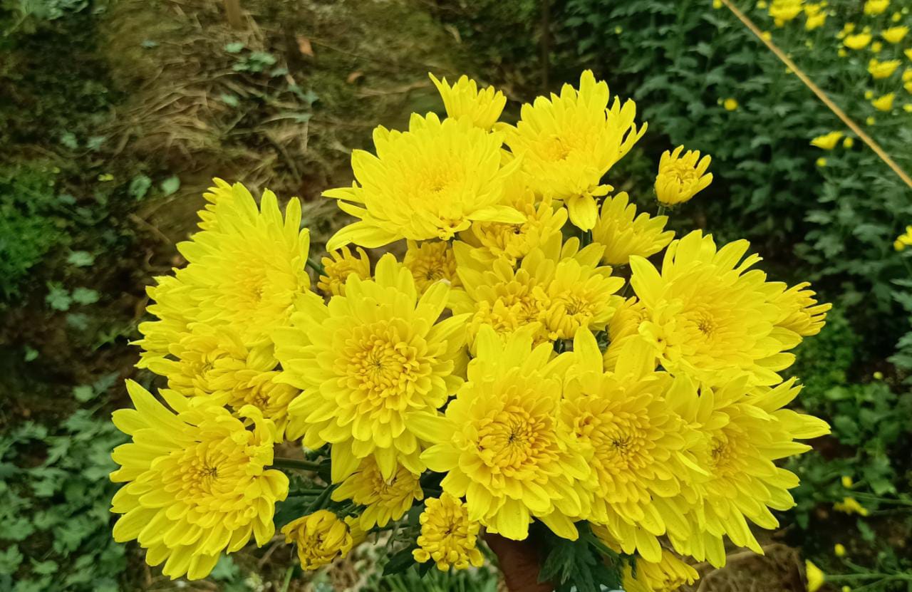 Chrysanthemum yellow spray