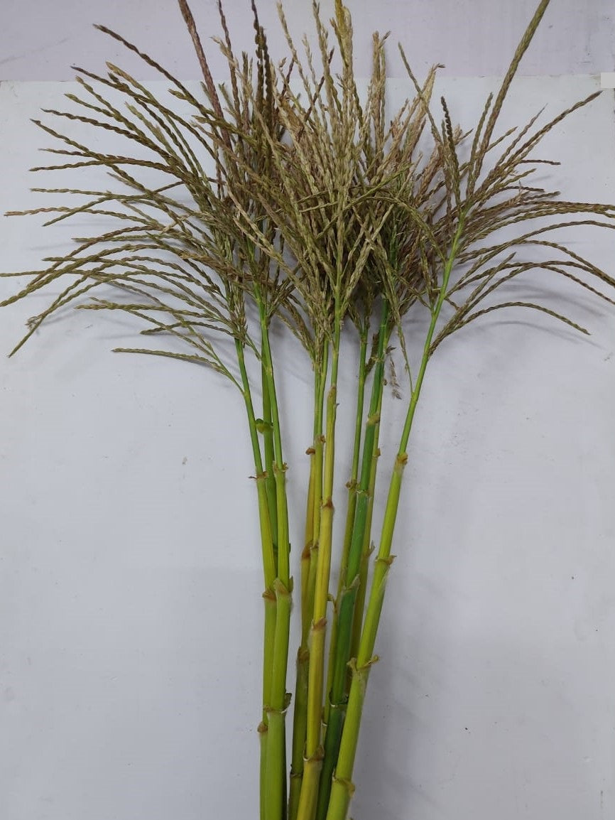 Corn Spike