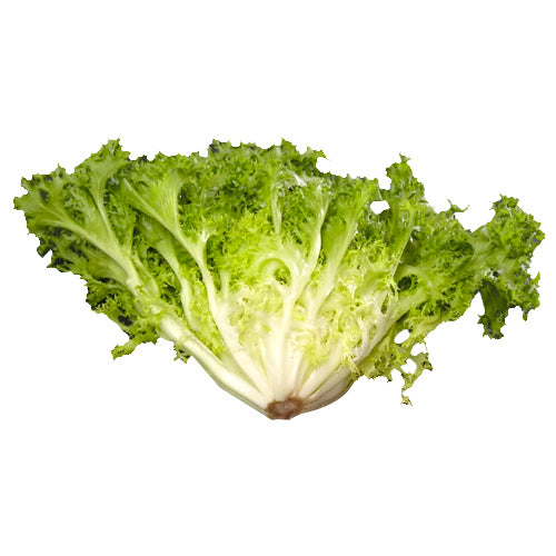Endive