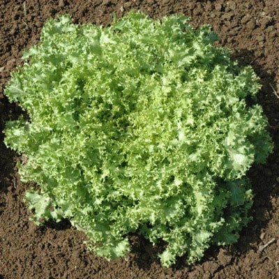 Endive