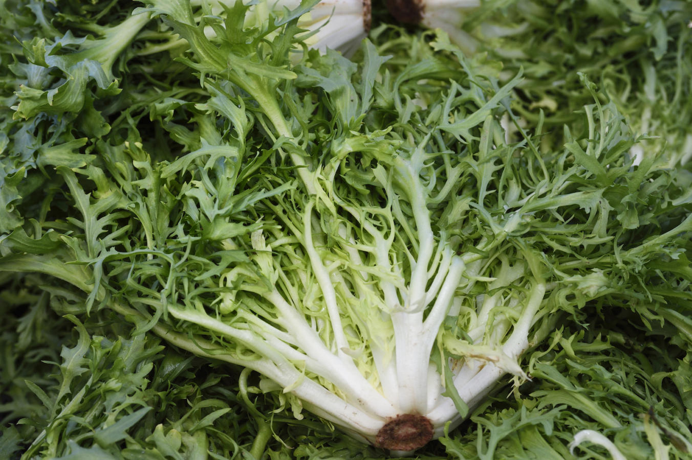 Endive