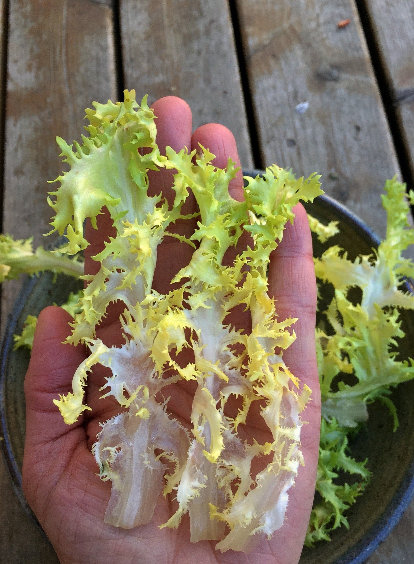 Endive