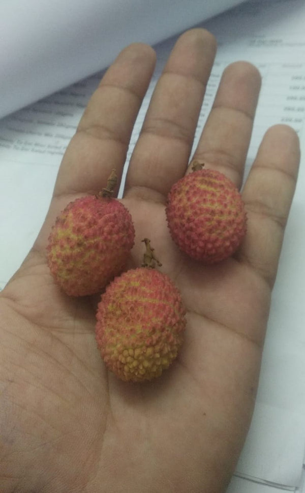 Fruits Litchi