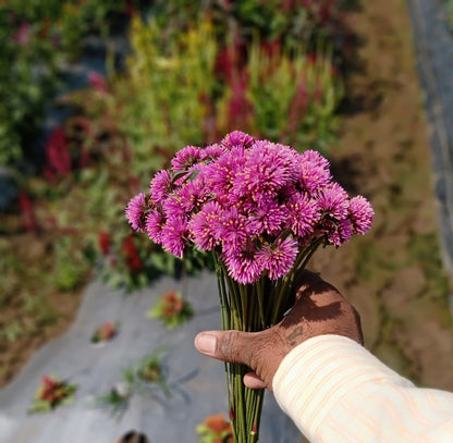 Gomphenra Fireworks Purple