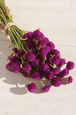 Gomphrena - Purple