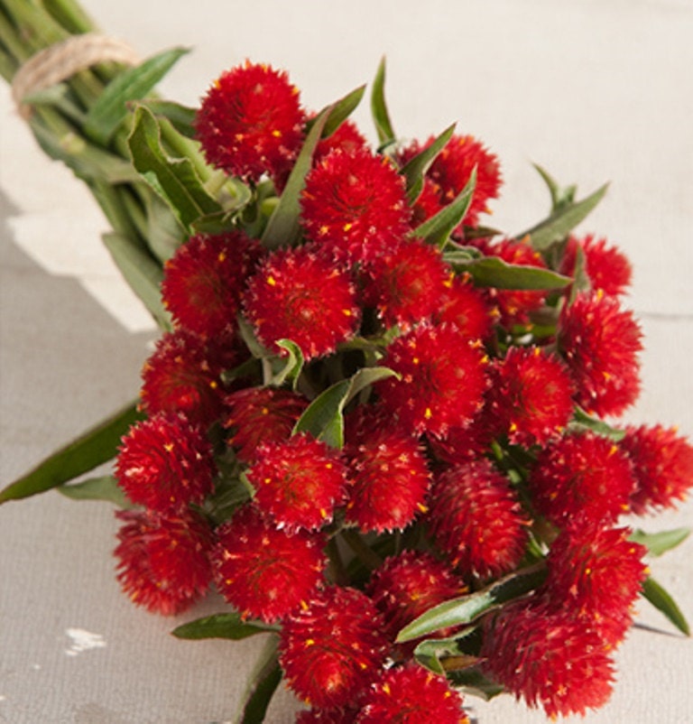Gomphrena - Red