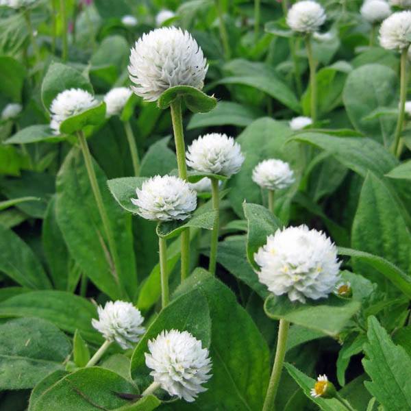 Gomphrena - White