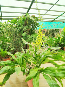 Gramatophyllum Large Live Plant