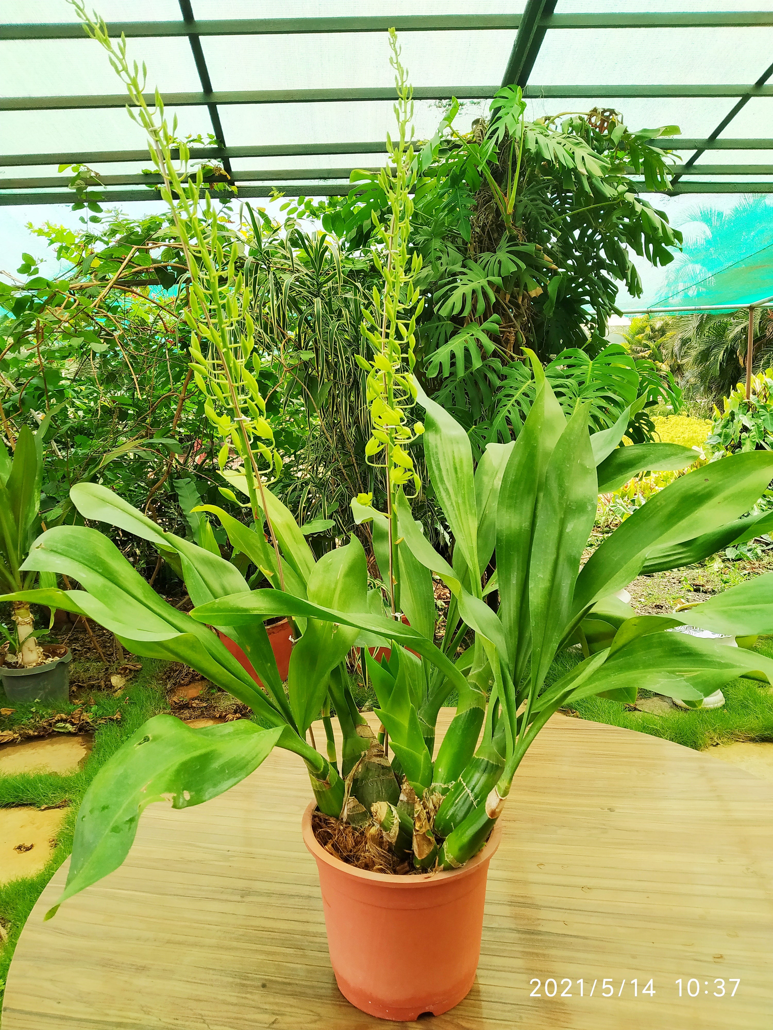 Gramatophyllum Large Live Plant