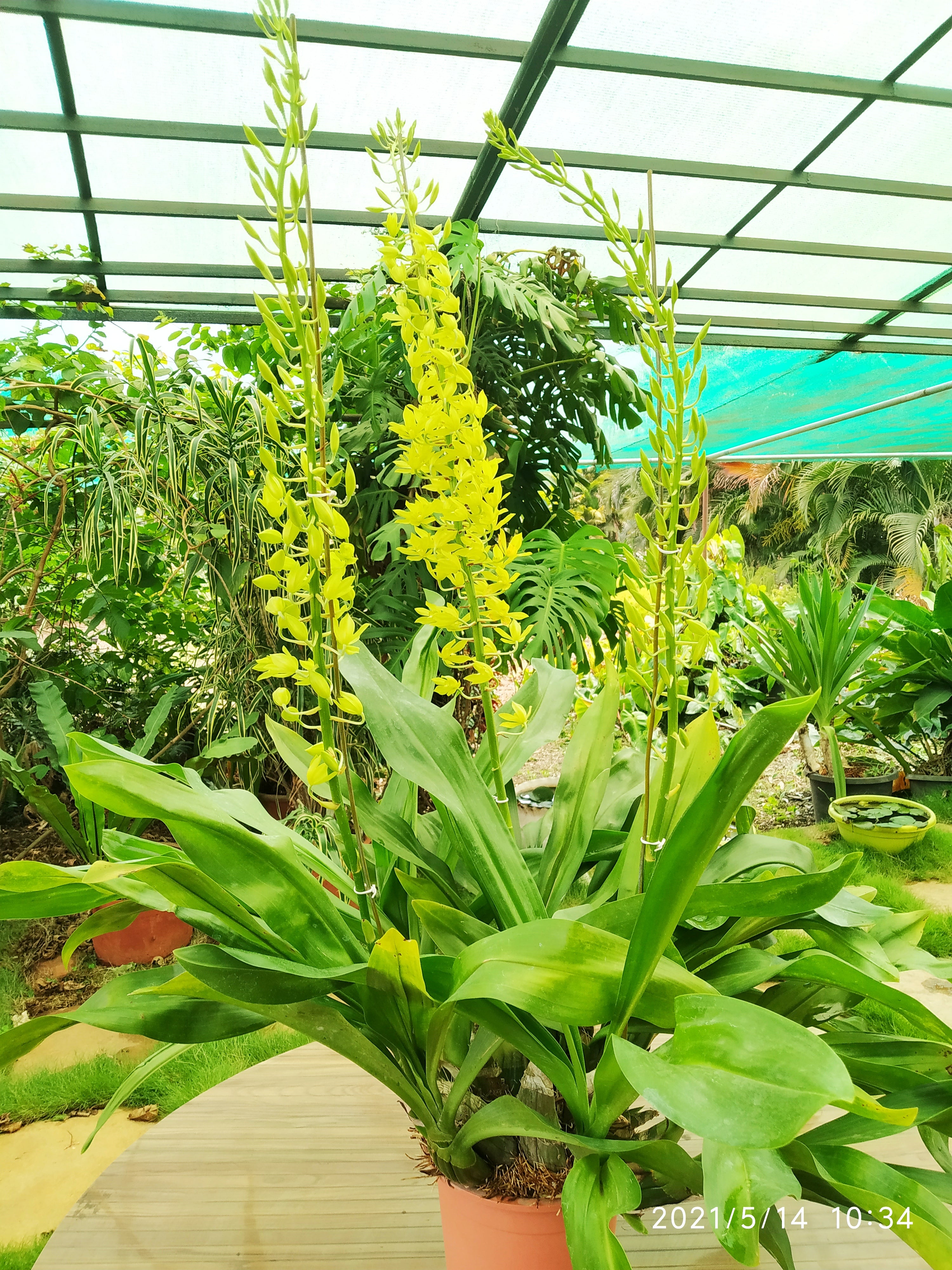 Gramatophyllum Large Live Plant