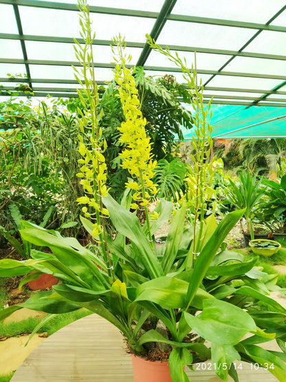 Gramatophyllum Large Live Plant