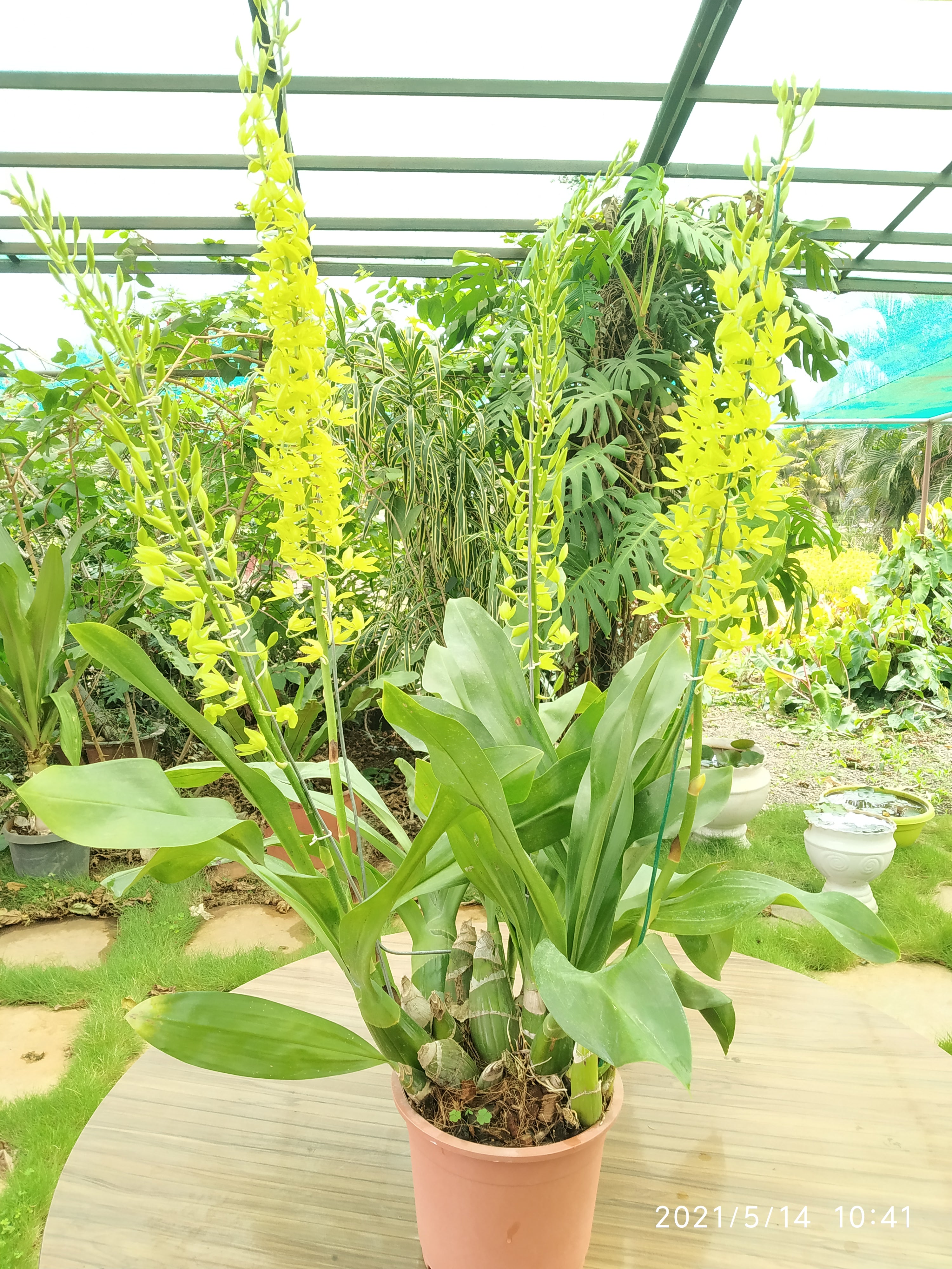 Gramatophyllum Large Live Plant