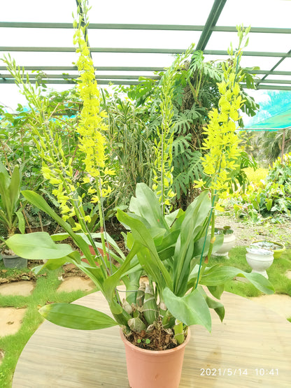 Gramatophyllum Large Live Plant