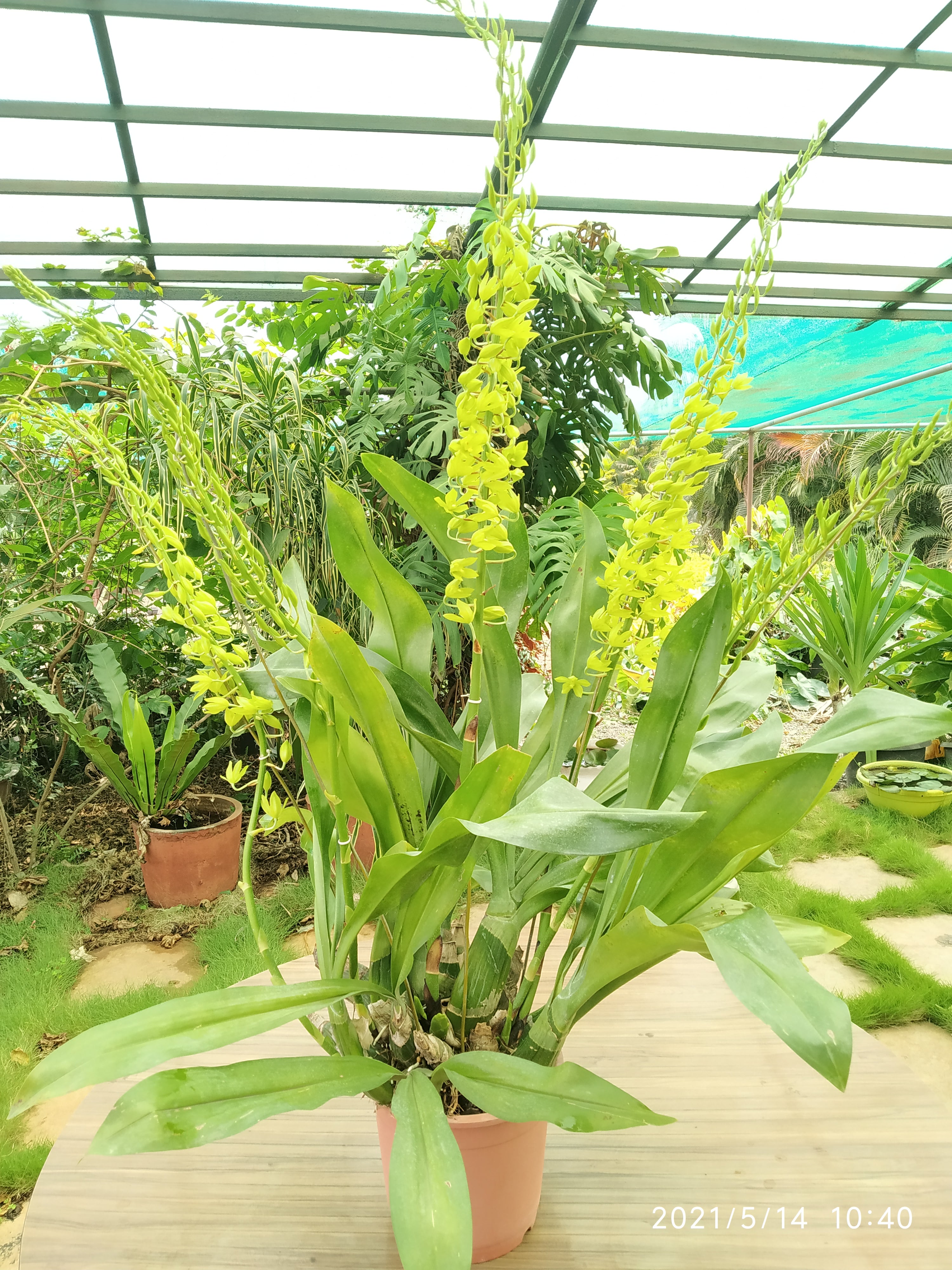 Gramatophyllum Large Live Plant