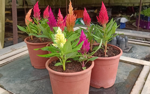 Celosia Mix Potted plant