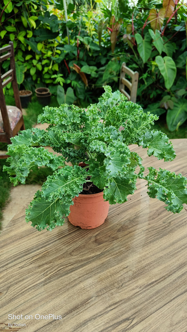 Curly Kale Live Plant