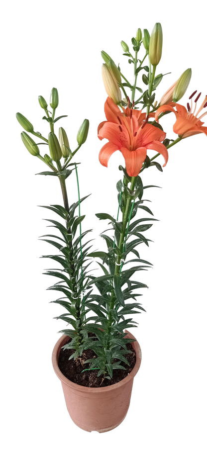 Asiatic Lily Live Plant Buy 1 get 1 Free