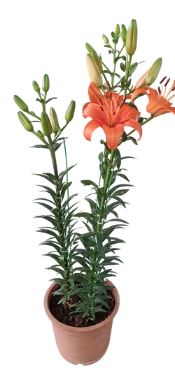 Asiatic Lily Live Plant Buy 1 get 1 Free