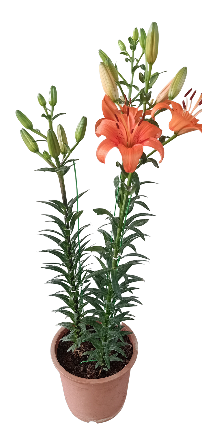 Asiatic Lily Live Plant Buy 1 get 1 Free