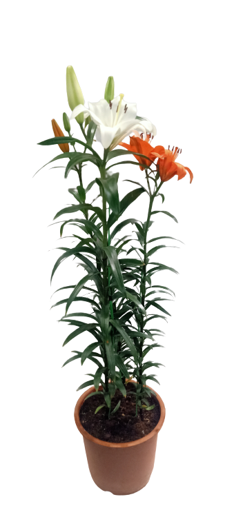 Asiatic Lily Mix Live Plant