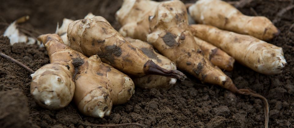 Jerusalem Artichoke