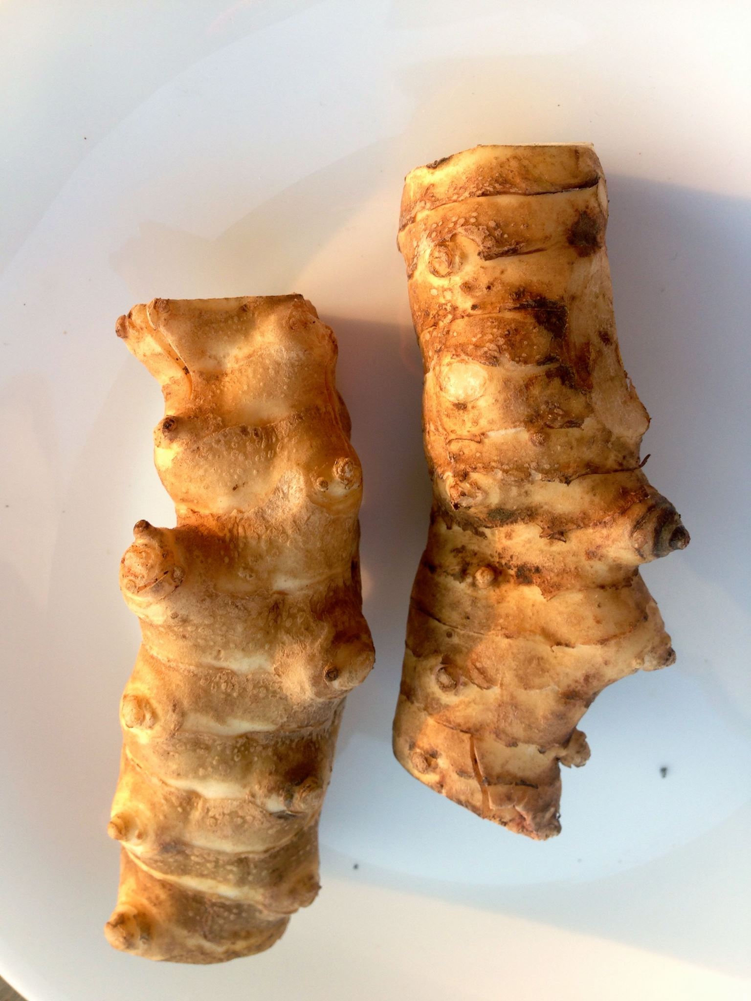 Jerusalem Artichoke