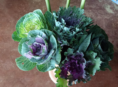 Ornamental Kale Mix