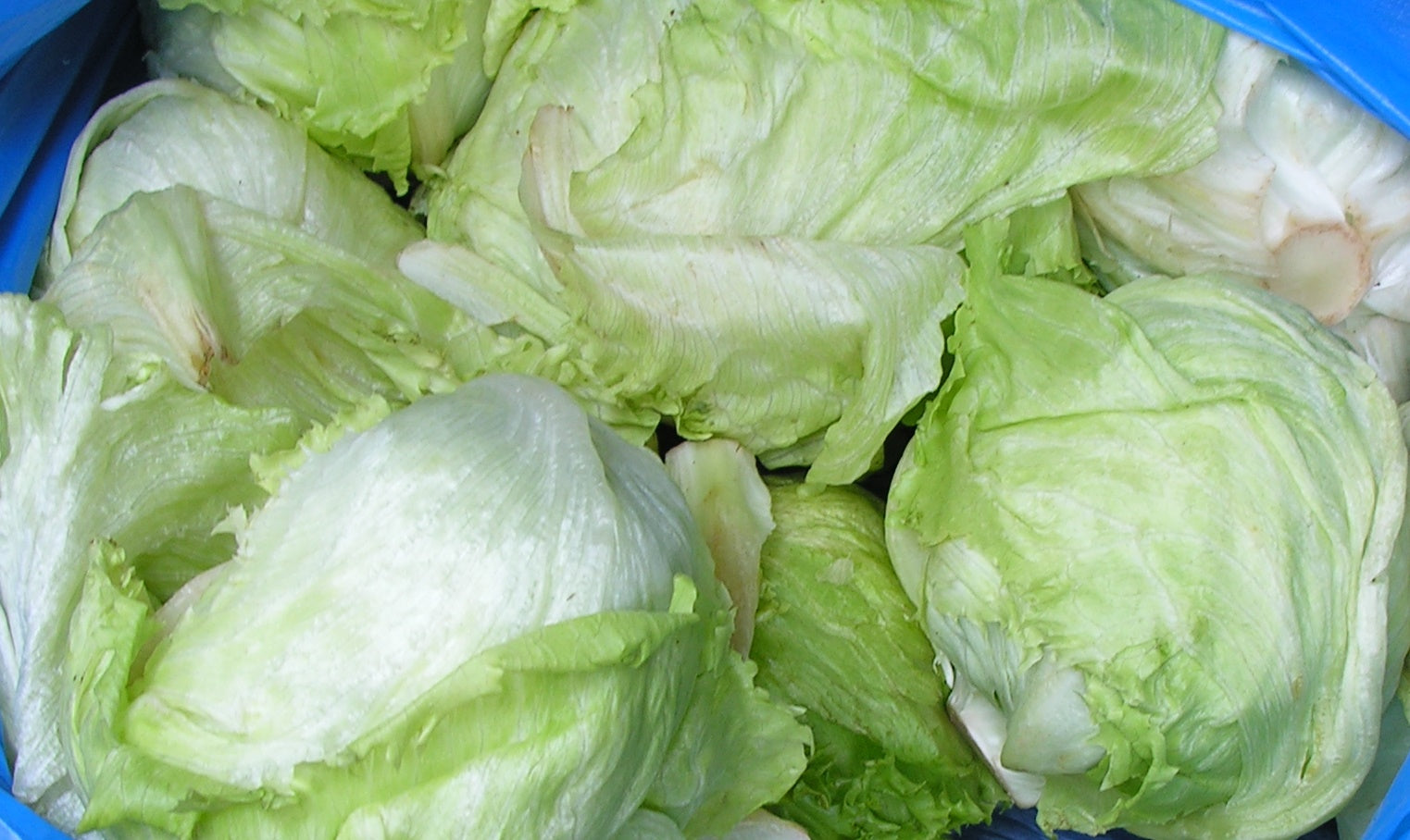 Lettuce Iceberg