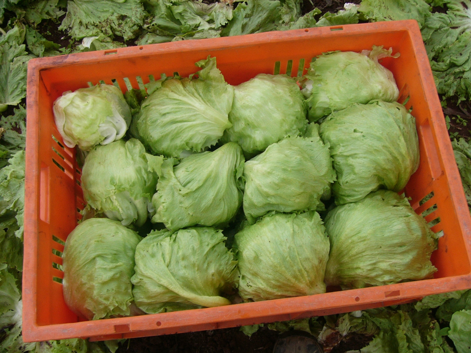 Lettuce Iceberg