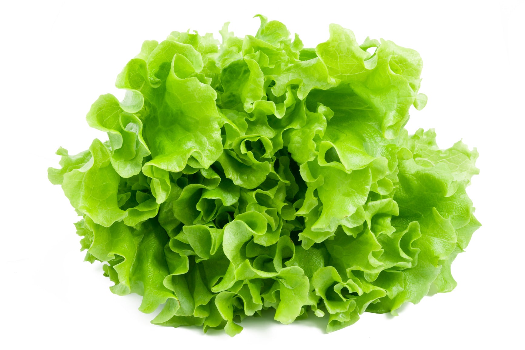 Lettuce Leafy
